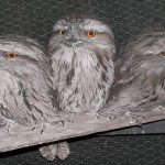 Tawny Frogmouth owls