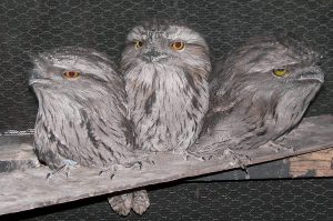 Tawny Frogmouth owls