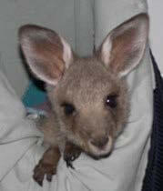 Baby roo