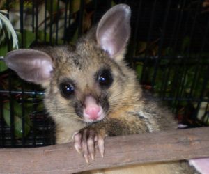 Brushtail Possum