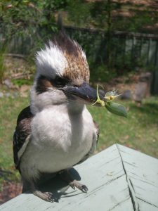 Kookaburra with snack for orphan