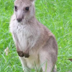 Jackson the Eastern Grey Kangaroo