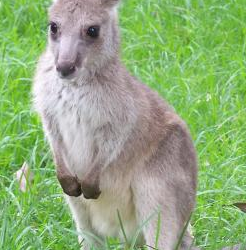 Jackson Jackson the Eastern Grey Kangaroo