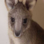Annie the Grey Eastern Kangaroo