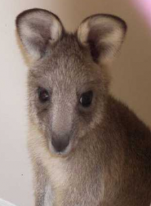 Annie the Grey Eastern Kangaroo