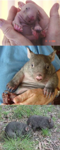 Benny the wombat