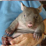 Benny the wombat