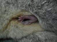 Pouch Checking Guide Hit By Car Roadkill Wildlife Rescue Australia