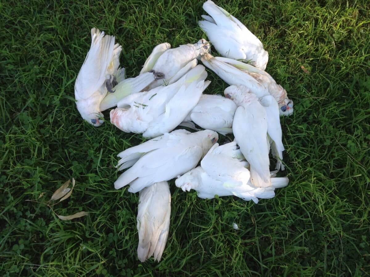 Pollution poisoning toxic waste wildlife rescue hunter valley newcastle lake macquarie port stephens nsw australia