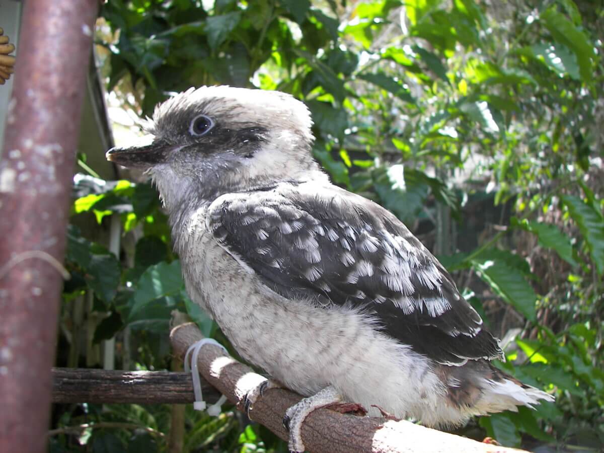 Fledgling getting ready to leave the nest or hollow