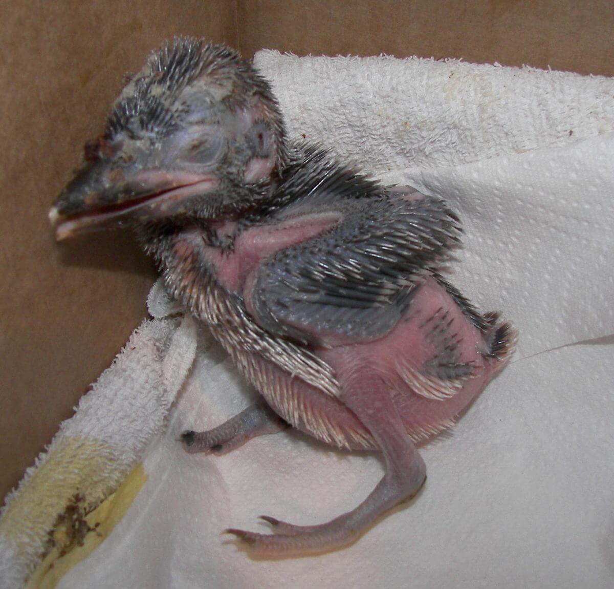 Nestling Kookaburra