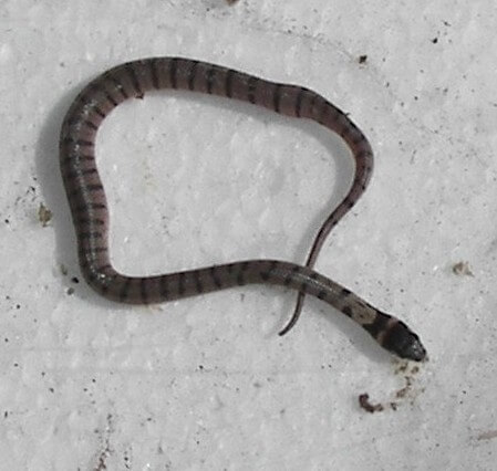 Snakes At Home Rescue NSW Newcastle Hunter Valley Lake Macquarie