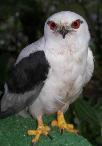 Black shouldered Kite adult Black shouldered Kite adult