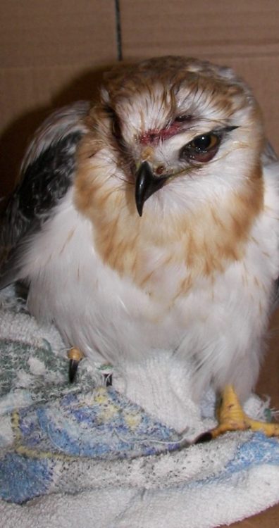 Black shouldered Kite juvenile Black shouldered Kite juvenile