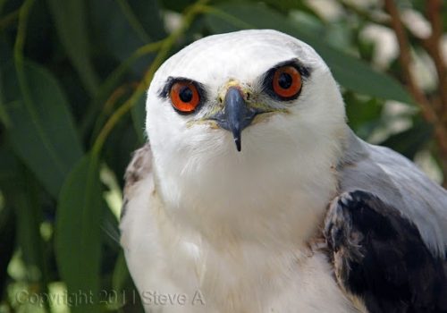 Black-shouldered kite