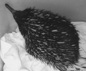 Echidna 2