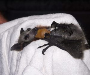 Flying fox held by carer