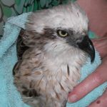 Osprey