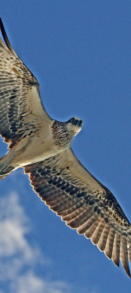 Osprey in flight