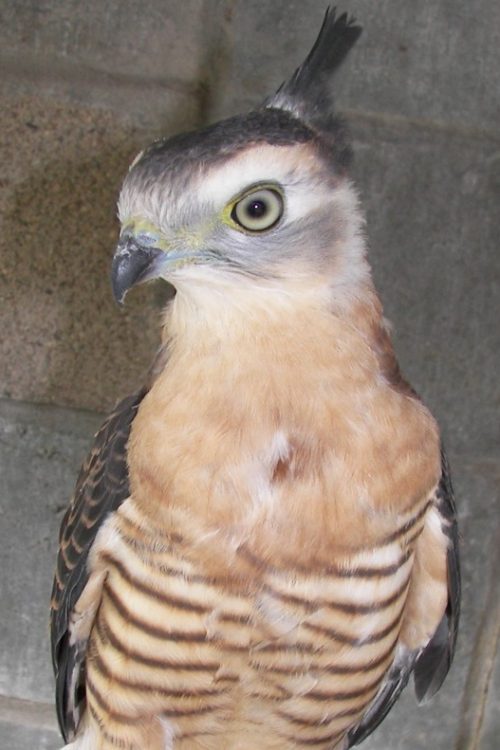 Pacific Baza or crested Hawk 2