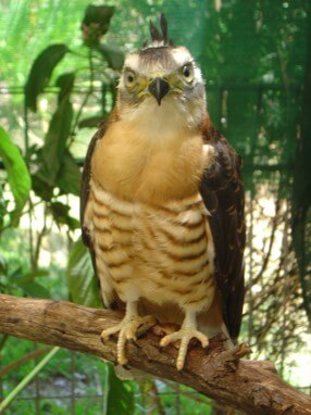 Pacific Baza or crested Hawk