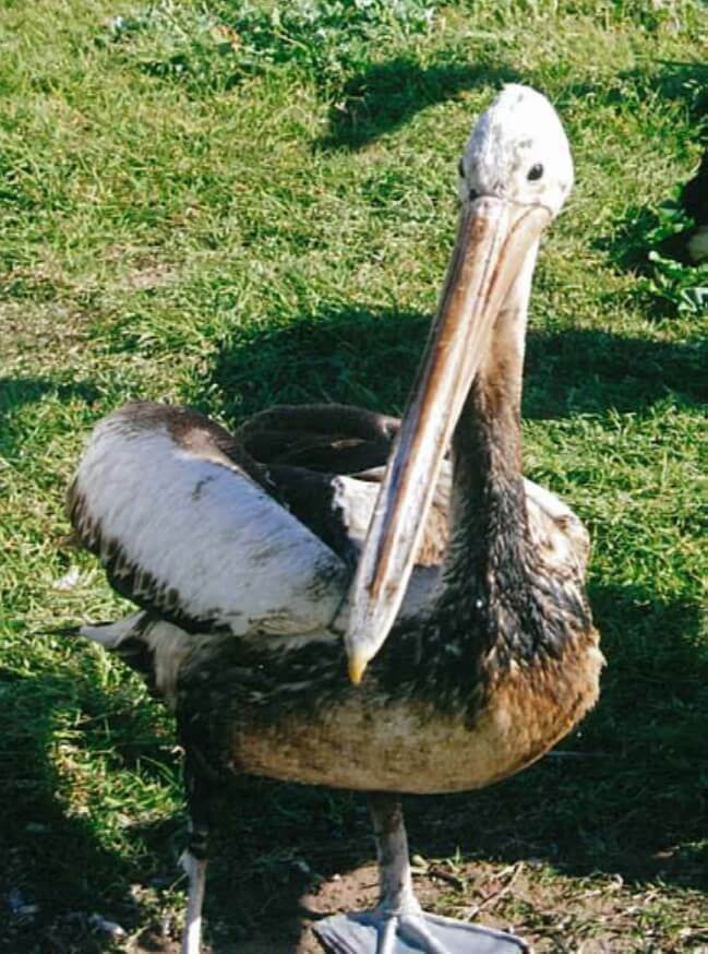 Oil Spills Pelican Marine Wildlife Turtles Fish NSW Australia