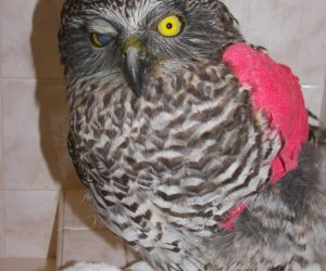 Powerful Owl 2 Powerful Owl 2