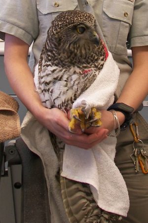 Powerful Owl