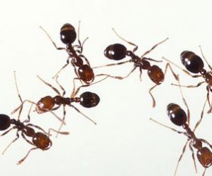 ants