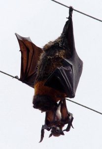 fling foxon powerline close up