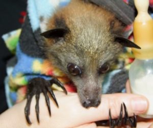 juvenile grey headed flying fox 4