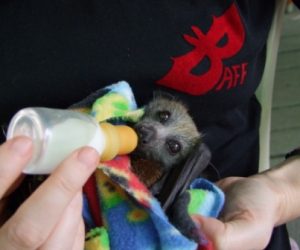 juvenile grey headed flying fox 5