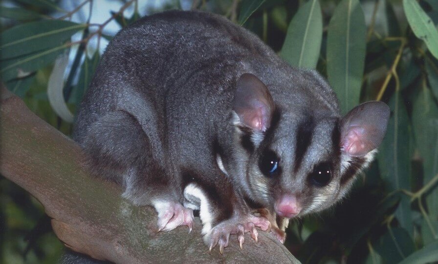 Squirrel Glider
