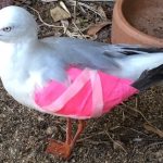seagull_result-2