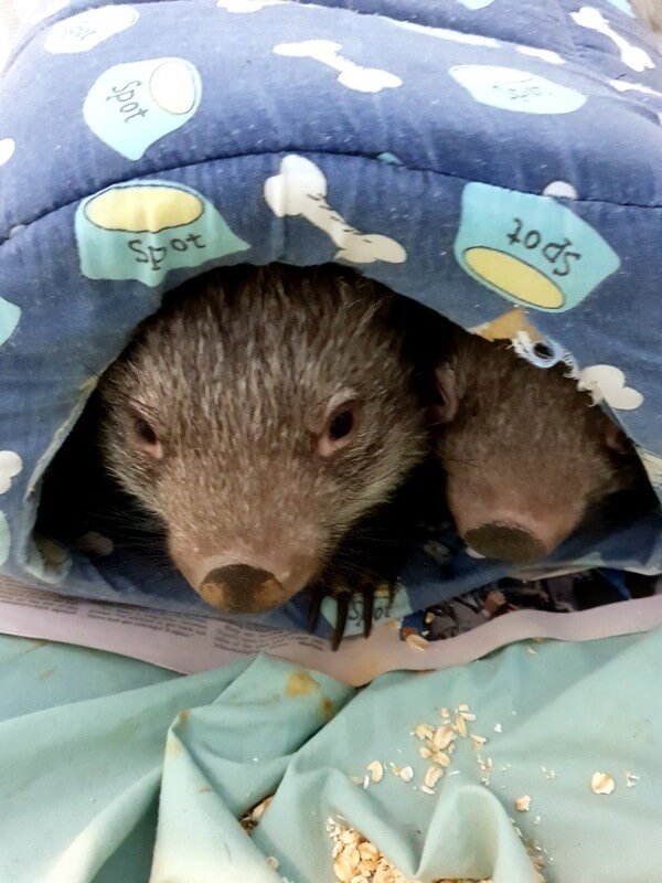 Wombat Joey Rescue Hunter Valley Newcastle NSW Australia