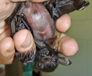 Baby flying fox