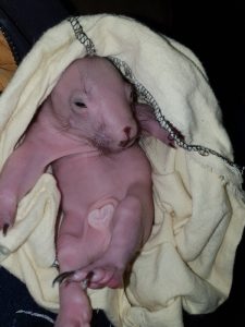 Baby wombat 2_result