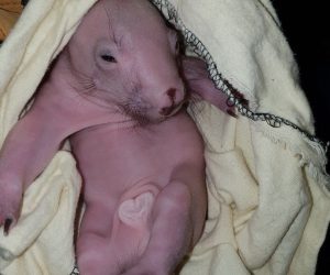 Baby wombat 2_result