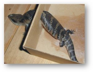 Blue tongue stuck in box