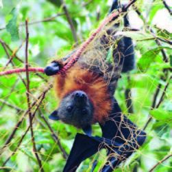 Flying fox friendly Nets for fruit trees