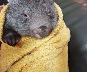 Wombat in towel Wombat in towel