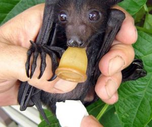 Young flying fox