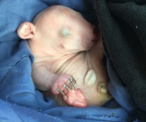 baby wombat_result