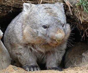 common-wombat-03_result common-wombat-03_result