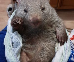 wombat 6_result wombat 6_result