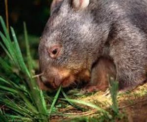 wombat eating_result