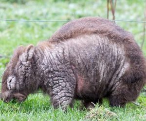 wombats mange 3_result