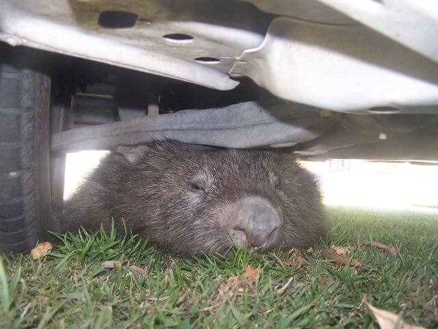 wombat rescue hunter valley