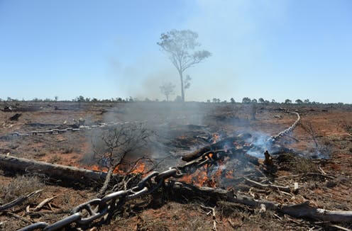 Habitat Loss Land Clearing Urbanisation Wildlife Rescue Newcastle Lake Macquarie Hunter NSW