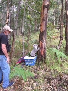 Koala release 2